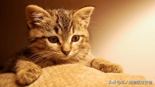 猫咪呕吐最有效的止吐办法，猫咪呕吐的治疗办法（安爸告诉您猫咪呕吐了怎么办）