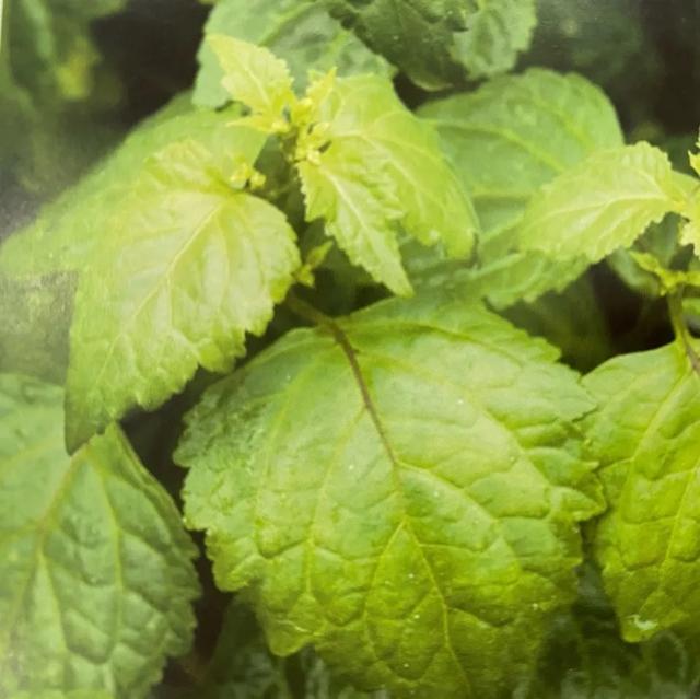 精油按摩7部位不同手法全面造美肌,精油按摩脸部的手法(学会极简精油护肤) 精油按摩7部位不同手法全面造美肌,精油按摩脸部的手法(学会极简精油护肤)