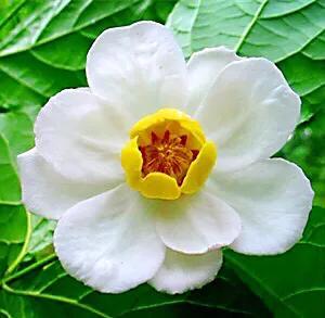 夏腊梅，美国夏腊梅，这种国家珍稀花正是结果期（美国夏腊梅什么价格）