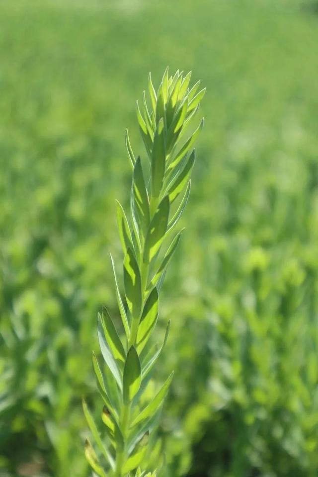 藍花亞麻種子怎麼種,藍花亞麻種子種植(草木人間*我想種一片胡亞麻)