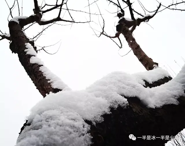 美到极致的春雪散文，散文：遇一场春雪