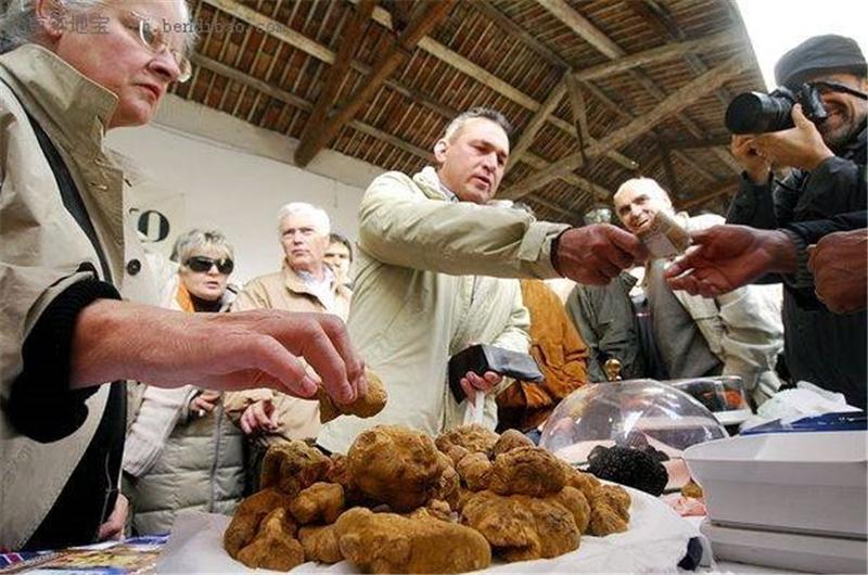 世界上最昂贵的食材：须带着猎狗 松露寻找技巧经验