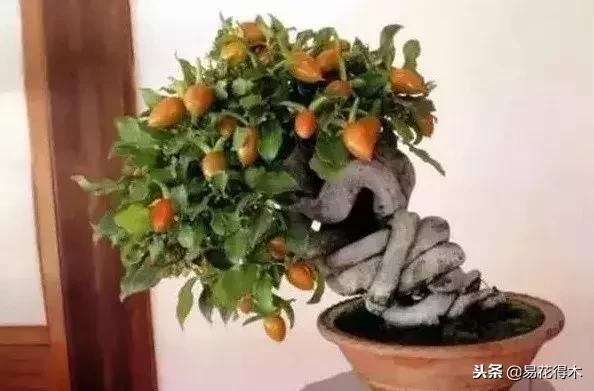 老鸦柿和金弹子的区别，老鸦柿和金弹子谁更容易养活（老鸦柿盆景）