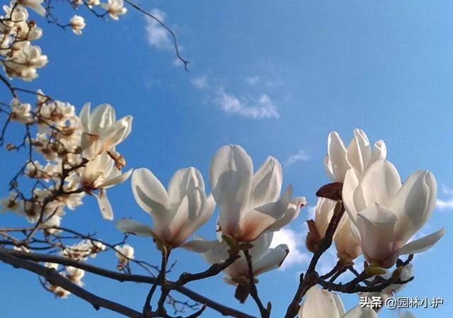 白玉兰花语，庭院树，最美不过白玉兰（白玉兰花语诗句）