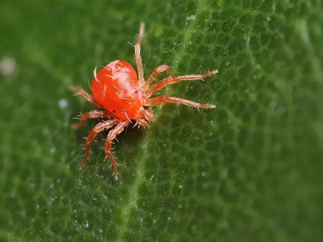 常用红蜘蛛防治药剂的三种分类,红蜘蛛药对人有害吗(最好的方法还是