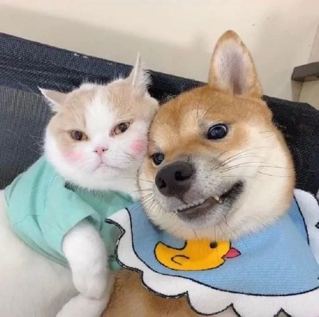 小众别致的情侣头像，小众别致的情头微信（头像，复古文艺的小众情头）