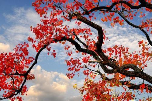 红叶乌桕树的特性有哪些，红叶乌桕树的特性有哪些特点（绝对有一种吸引过你的目光）