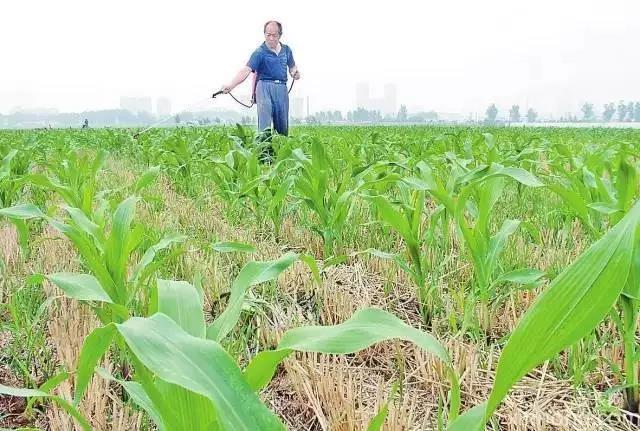 巧用这几种除草剂，除草剂除什么草（玉米巧用除草剂提高产量）