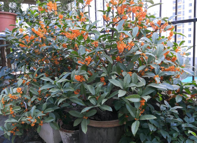 排名第一最好的镇宅树，镇宅招财旺人的植物（4种树“进宅”）