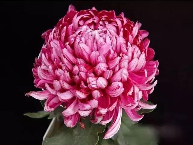 世界最美菊花80种太美了，金秋十月赏菊花——世界最美菊花80种送给您