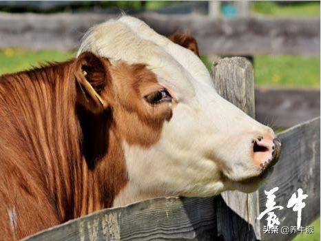 奶牛有公母之分吗，奶牛分公母吗（奶牛界的生物学怪象）