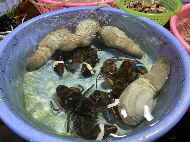 象拔蚌多少钱一斤，把象拔蚌立着自己坐上去视频（爬爬虾45元、生蚝2.5元、贝壳1元）