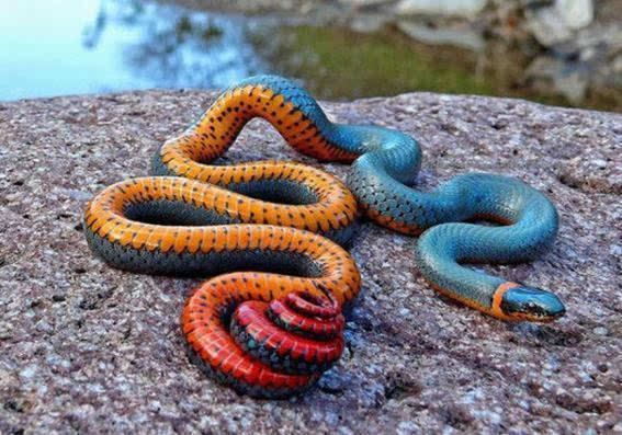 遇到死蛇有什么预兆，梦见死蛇是什么预兆（更别滥捕滥食野生动物）