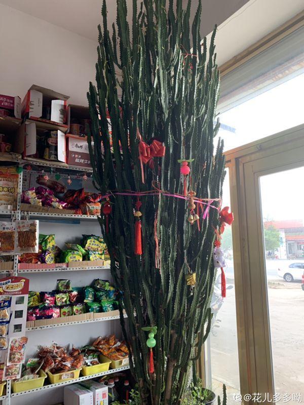 吊兰怎么养才能更旺盛，吊兰叶子尖发黄干枯什么原因（敲个鸡蛋埋土里）