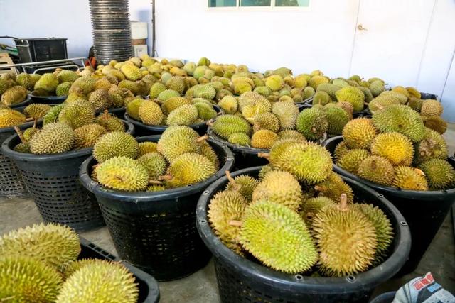 冻榴莲直接吃还是解冻了再吃，榴莲冷冻后解冻可以吃吗（但真不建议你们多吃）