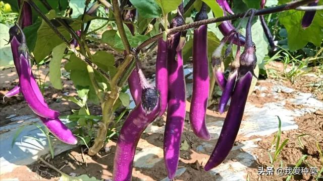 线茄子怎么做好吃，茄子有几种做法（这种茄子一棵能结十多个）