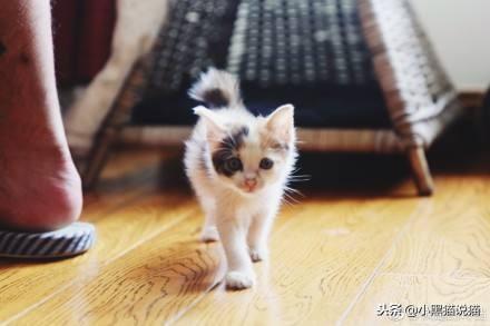 麒麟尾（麒麟尾猫），你的喵可能有皮卡丘血统（麒麟尾猫咪图片）