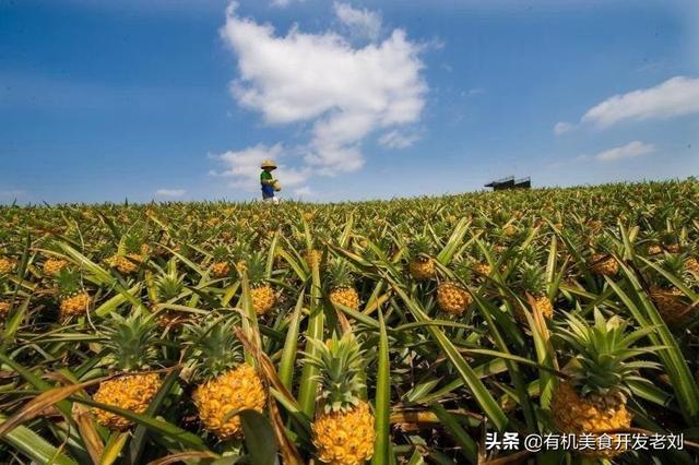 凤梨图片，不管台湾凤梨还是菲律宾凤梨（观赏凤梨图片）