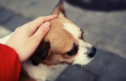 怎么让狗狗固定去厕所尿尿，怎么能让狗狗在固定的地方尿和拉（轻松让狗狗定点大小便）