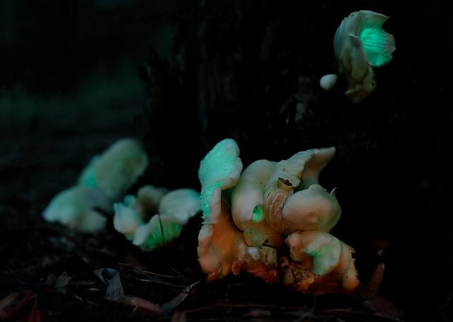 天蓝蘑菇有毒吗可以吃吗，顺便盘点9种最诡异而美妙的蘑菇