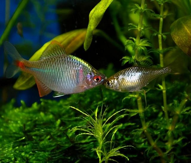 原生观赏鱼鳑鲏鱼的家庭饲养，养殖鳊鱼和野生鳊鱼的区别（就可以把它们养好）