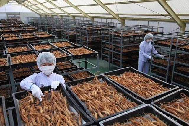 买红参怎么挑选 红参怎么保存最好，买红参怎么挑选（长辈滋补最佳红参怎么挑）