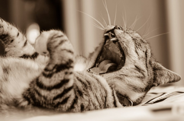 猫咪什么时候换牙，猫换牙期是什么时候（了解小猫乳齿知识当称职铲屎官）