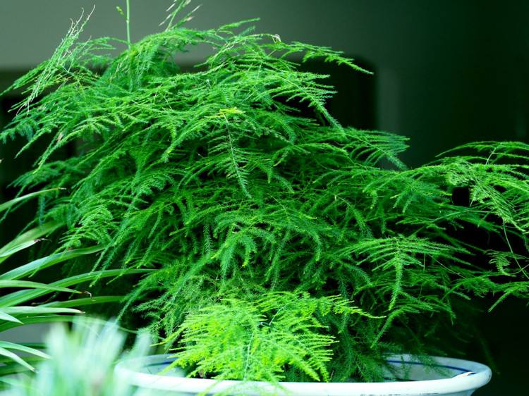 这几种竹子养起来,好养好成活(家中养什么竹子最旺财) - 农业 - 爱宁