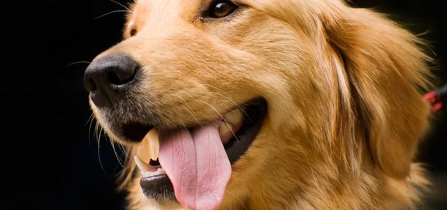 金毛犬的习性和可爱之处，位居最受欢迎狗狗前列