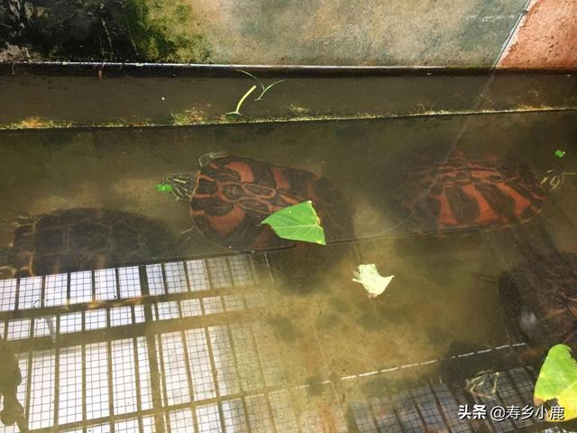 火焰龟怎么养更漂亮，如何养出发色好看的火焰龟