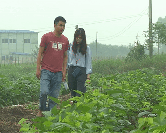 养蚕能赚钱吗，养蚕能赚钱吗养多少蚕才能挣一万（三坑有个大学生回乡种桑叶）