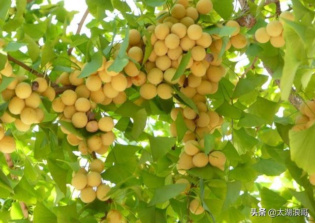 白枣吃了有什么作用急急急，白枣的营养价值及功效（开启了太湖洞庭一年的花果飘香）