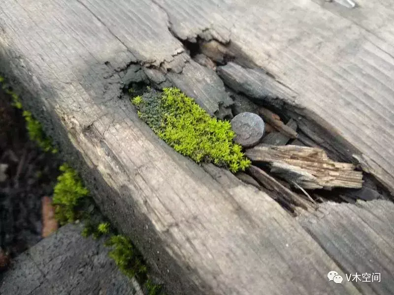 藓怎么组词，身边的苔藓植物——砂藓