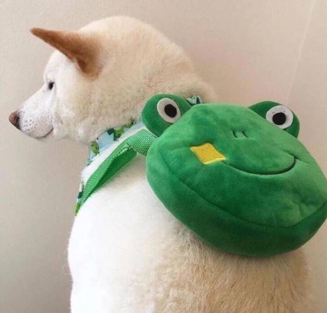 狗狗头像微信，狗狗头像（唯独你是我情之所钟）