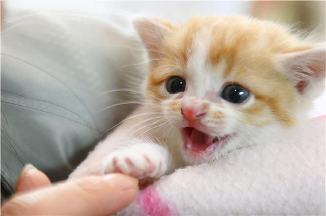 小猫的饲养教程，小猫咪怎么饲养（掌握这5点，养好猫咪并不难）