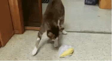 猫可以吃榴莲吗，猫咪讨厌榴莲吗（如果你家猫咪受得住那个味儿）
