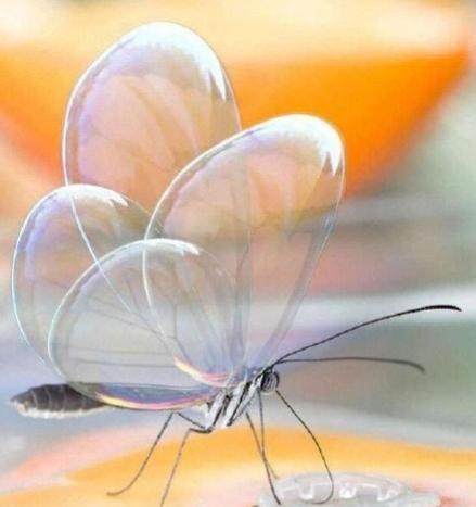 蝴蝶相关介绍，蝴蝶几条腿（世界上最美丽的八种蝴蝶）