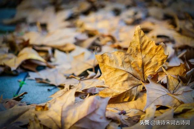 秋夜朱淑真翻译，朱淑真秋夜原文和翻译（秋夜何其多）