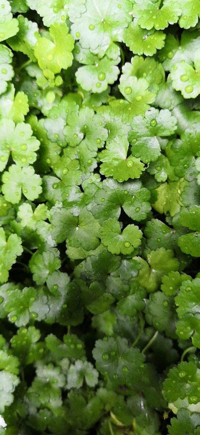 天胡荽，她家兰花盆里咋种一堆“香菜”（天胡荽怎么读）