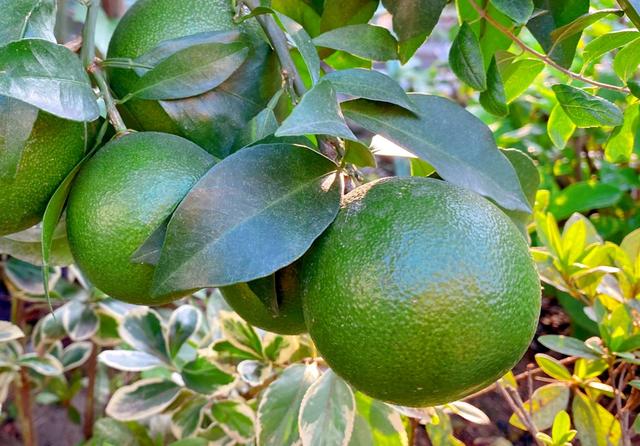 庭院适合种的果树有哪些 庭院种什么果树风水好又旺财，庭院适合种的果树有哪些（院子里养4种果树）