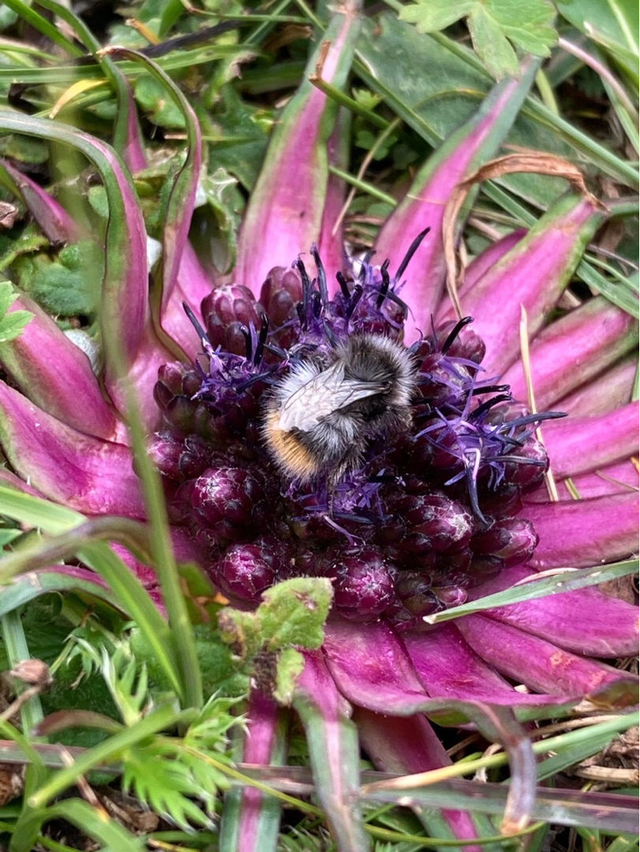 金达莱花中国叫什么花，金达莱花的由来（野外看到4种植物）