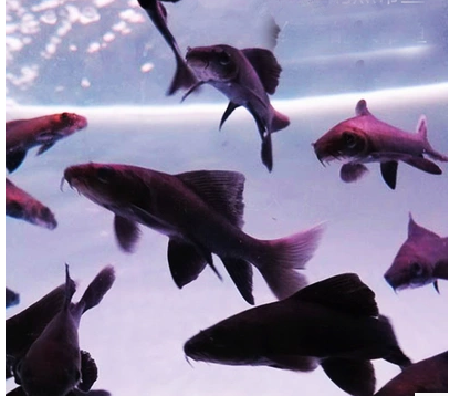 飞凤鱼吃什么食物，飞凤鱼吃什么食物好（哪种工具鱼适合你的鱼缸）