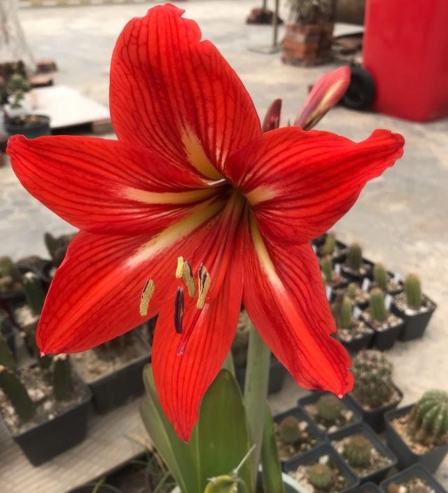 朱顶红开完花后应该怎么处理，朱顶红开花后怎么处理（还能欣赏一茬花）