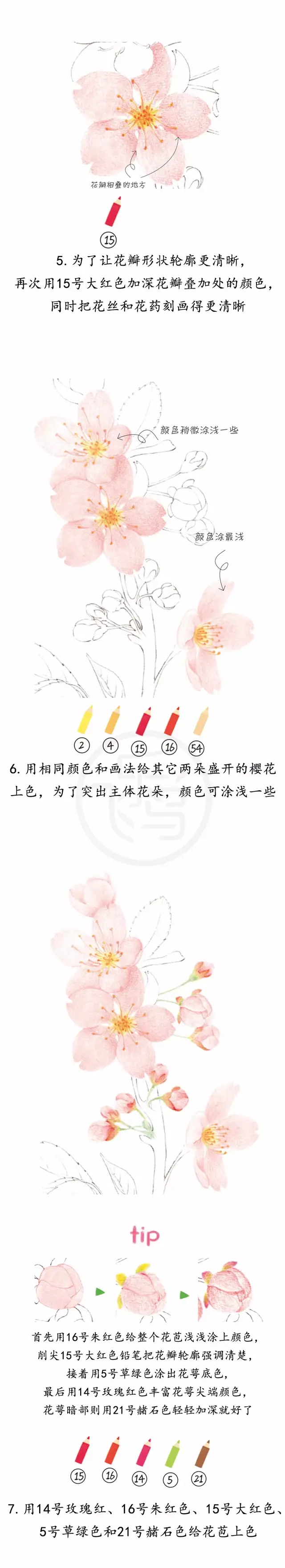 彩铅画樱花手抄报，彩铅——浪漫的吉野樱花