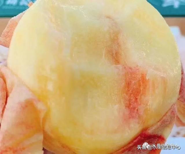 水蜜桃成熟什么时候，水蜜桃成熟季节是什么时候（中国常见水蜜桃产地品种及上市时间）