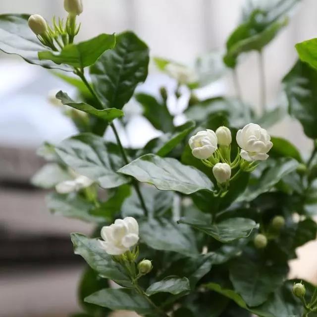 金银花怎么制作成干茶，金银花茶的制作步骤（养盆“金银花”赏完花瓣）