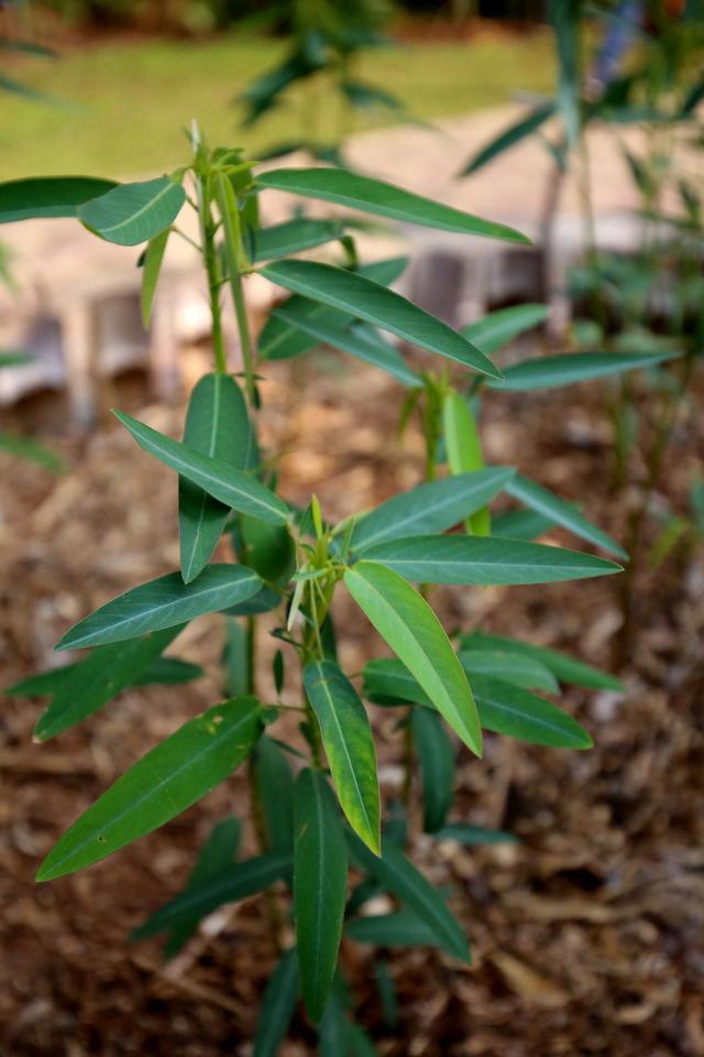 神奇的植物有哪些，世界上最神奇的植物（十种奇特的自然界植物）