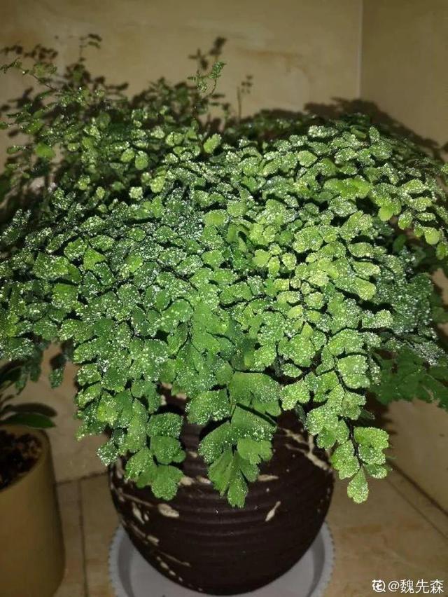 虎刺梅生虫怎么解决，虎刺梅长虫子怎么办（离太近都不好）