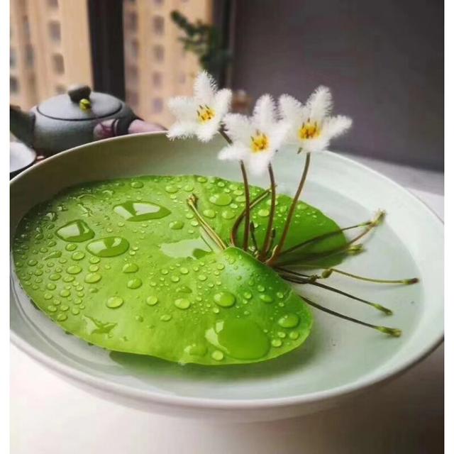 适合家里养的32种花，家里养什么花好（”家居盆花100种）