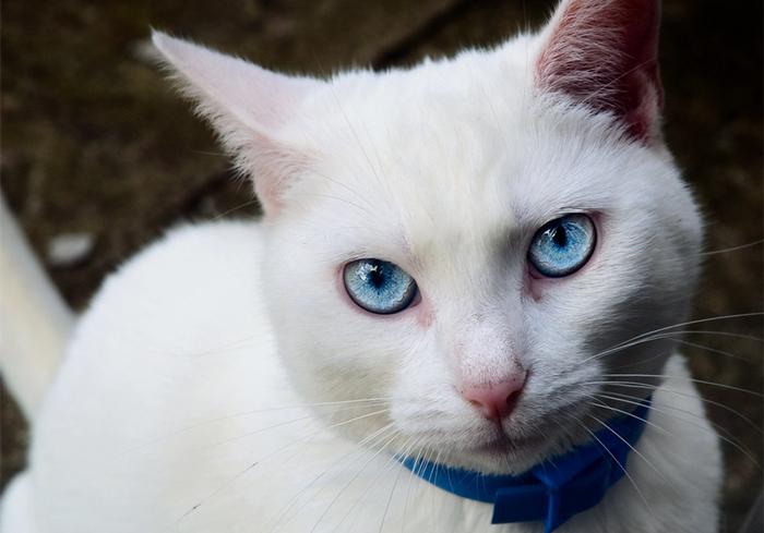 白毛蓝眼,绝对的美丽,相对的苦难